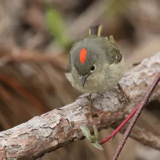 Photo of Ruby-crowned Kinglet (Corthylio calendula)