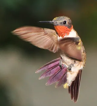 Photo of Ruby-throated Hummingbird (Archilochus colubris)