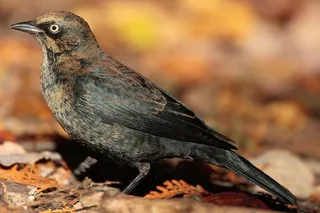 Photo of Rusty Blackbird (Euphagus carolinus)