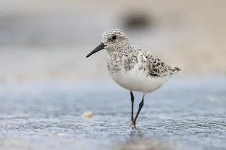 Photo of Sanderling (Calidris alba)