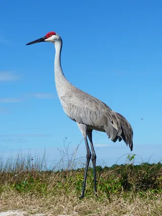 Photo of Sandhill Crane (Antigone canadensis)
