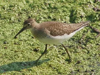 Photo of Solitary Sandpiper (Tringa solitaria)
