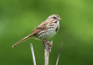 Photo of Song Sparrow (Melospiza melodia)