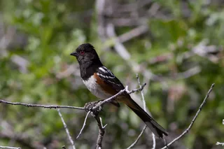 Photo of Spotted Towhee (Pipilo maculatus)