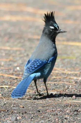 Photo of Steller's Jay (Cyanocitta stelleri)