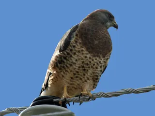 Photo of Swainson's Hawk (Buteo swainsoni)