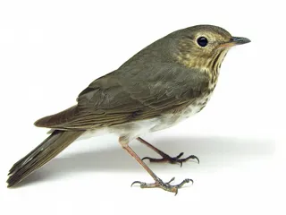 Photo of Swainson's Thrush (Catharus ustulatus)
