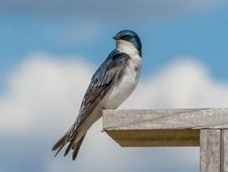 Photo of Tree Swallow (Tachycineta bicolor)