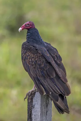 Photo of Turkey Vulture (Cathartes aura)