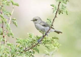 Photo of Verdin (Auriparus flaviceps)