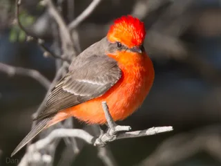 Photo of Vermilion Flycatcher (Pyrocephalus rubinus)