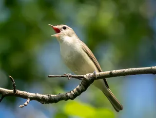 Photo of Warbling Vireo (Vireo gilvus)