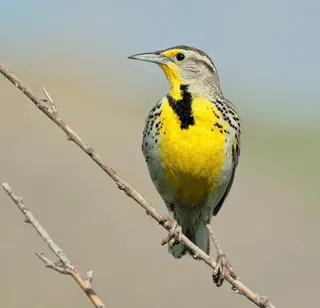 Photo of Western Meadowlark (Sturnella neglecta)