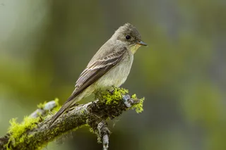 Photo of Western Wood-Pewee (Contopus sordidulus)