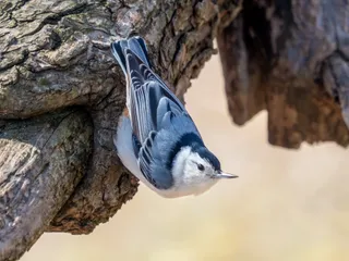 Photo of White-breasted Nuthatch (Sitta carolinensis)