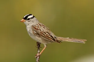 Photo of White-crowned Sparrow (Zonotrichia leucophrys)