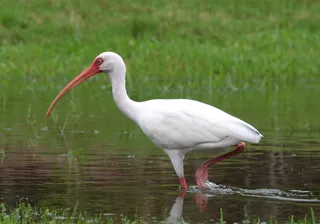 Photo of White Ibis (Eudocimus albus)