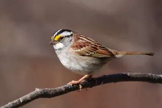 Photo of White-throated Sparrow (Zonotrichia albicollis)