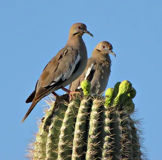 Photo of White-winged Dove (Zenaida asiatica)