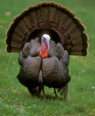 Photo of Wild Turkey (Meleagris gallopavo)