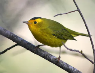 Photo of Wilson's Warbler (Cardellina pusilla)