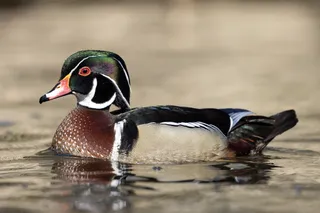 Photo of Wood Duck (Aix sponsa)