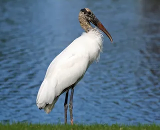 Photo of Wood Stork (Mycteria americana)