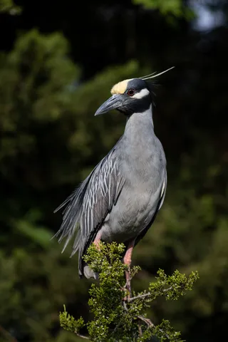 Photo of Yellow-crowned Night Heron (Nyctanassa violacea)