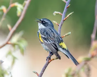 Photo of Yellow-rumped Warbler (Setophaga coronata)
