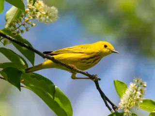 Photo of Yellow Warbler (Setophaga petechia)